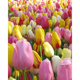 Compra FIESTA (100 Unid.). en la tienda online Fito Agrícola