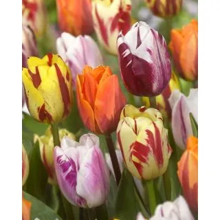 Compra FLAMING BEAUTY MIX (100 Unid.). en la tienda online Fito Agrícola