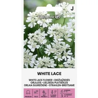 Compra FLOR DE ENCAJE BLANCO (0,4 gr. - Cerca de 25 Semillas). en la tienda online Fito Agrícola
