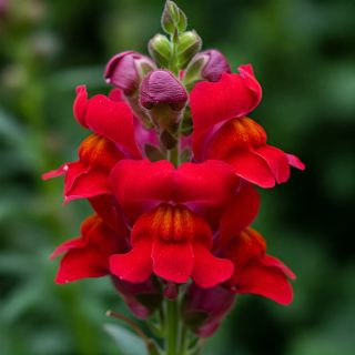 Compra CONEJITO MAJESTIC - Comestible Mezcla de Colores (100 gr.). en la tienda online Fito Agrícola