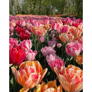 Compra FOXTROT PARTY (100 Unid.). en la tienda online Fito Agrícola