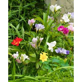 Compra FREESIA SIMPLE MIX (100 Unid.). en la tienda online Fito Agrícola