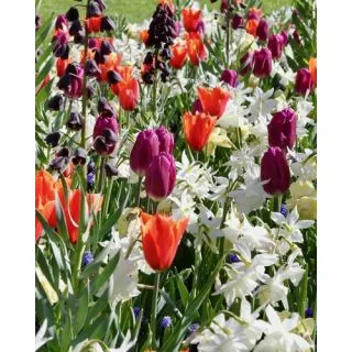 Compra FRESH SPRING (100 Unid.). en la tienda online Fito Agrícola