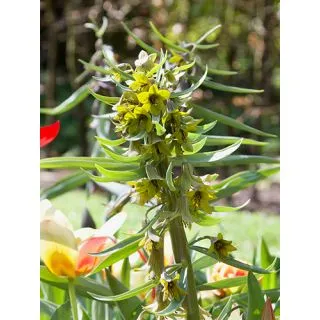 Compra FRITILLARIA GREEN EYES (10 Unid.). en la tienda online Fito Agrícola