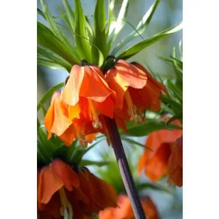 Compra FRITILLARIA IMPERIALIS RUBRA MAXIMA (10 Unid.). en la tienda online Fito Agrícola