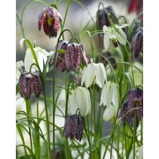 Compra FRITILLARIA MELEAGRIS MIX (100 Unid.). en la tienda online Fito Agrícola