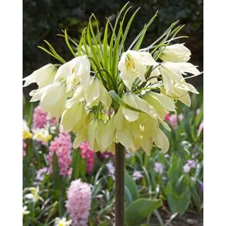 Compra FRITILLARIA RADDEANA (10 Unid.). en la tienda online Fito Agrícola