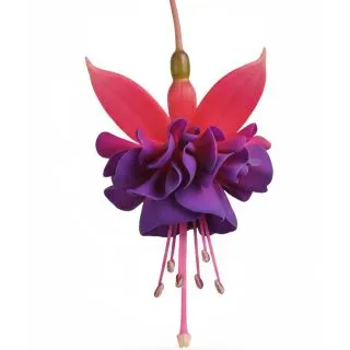 Compra FUCHSIA DOLLARPRINZESSIN (126 Plantas). en la tienda online Fito Agrícola