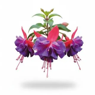 Compra FUCHSIA GILIAN ANTHEA (126 Plantas). en la tienda online Fito Agrícola