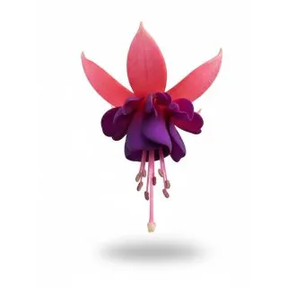 Compra FUCHSIA PAULA JANE (126 Plantas). en la tienda online Fito Agrícola