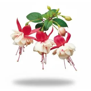 Compra FUCHSIA SWINGTIME (126 Plantas). en la tienda online Fito Agrícola