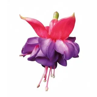 Compra FUCHSIA WISTON CHURCHILL (126 Plantas). en la tienda online Fito Agrícola