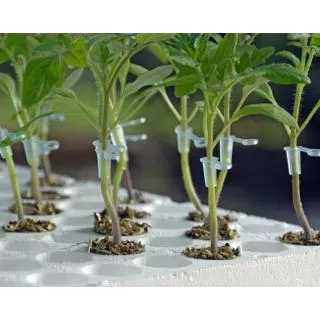 Compra TOMATE FULLPRO F1 Vilsem (5.000 Semillas) en la tienda online Fito Agrícola