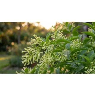 Compra GALAN DE NOCHE (84 Plantas) en la tienda online Fito Agrícola