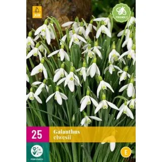Compra GALANTHUS ELWESII XXL en la tienda online Fito Agrícola