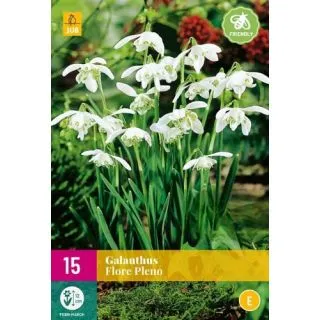 Compra GALANTHUS FLORE PLENO XXL en la tienda online Fito Agrícola