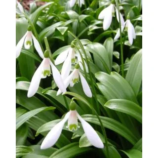 Compra GALANTHUS WORONOWII (100 Unid.). en la tienda online Fito Agrícola