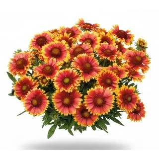 Compra GALLARDIA ARIZONA SUN (240 Plantas). en la tienda online Fito Agrícola