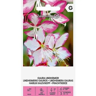 Compra GAURA LINDHEIMERI (0,5 gr. - Cerca de 30 Semillas). en la tienda online Fito Agrícola