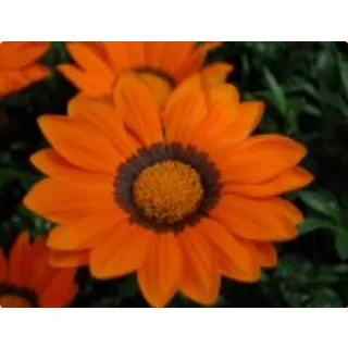 Compra GAZANIA ENORMA ORANGE con RING (1000 Semillas). en la tienda online Fito Agrícola