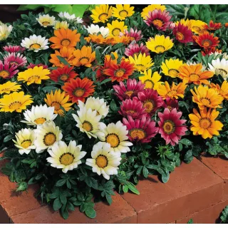 Compra GAZANIA KISS MIX (1000 Semillas). en la tienda online Fito Agrícola