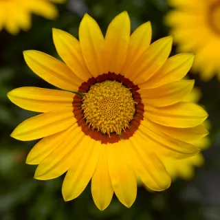 Compra GAZANIA KISS YELLOW IMPROVED (1000 Semillas). en la tienda online Fito Agrícola