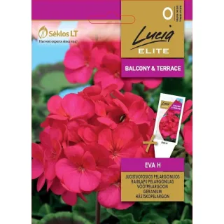 Compra GERANIO EVA F1 (7 Semillas) en la tienda online Fito Agrícola