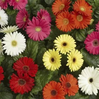 Compra GERBERA BENGAL MIX Peliculada (1000 Semillas). en la tienda online Fito Agrícola