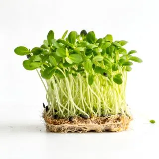 Compra GIRASOL MICROGREENS (500 gr.). en la tienda online Fito Agrícola
