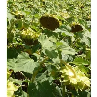 Compra GIRASOL HYSSUN 280 (150.000 Semillas) en la tienda online Fito Agrícola