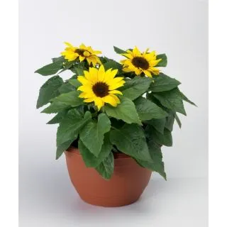 Compra GIRASOL SUNSATION YELLOW Peliculada (1000 Semillas). en la tienda online Fito Agrícola