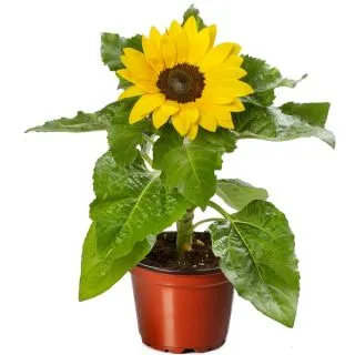 Compra GIRASOL SUNSATION YELLOW SPIRIT Peliculada (1000 Semillas). en la tienda online Fito Agrícola