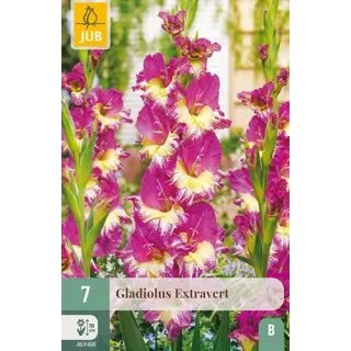 Compra GLADIOLO EXTRAVERT en la tienda online Fito Agrícola