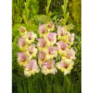 Compra GLADIOLO MON AMOUR (100 Unid.). en la tienda online Fito Agrícola