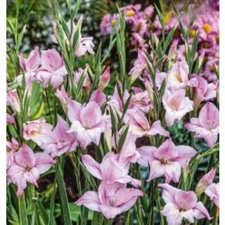 Compra GLADIOLO CHARMING LADY (100 Unid.). en la tienda online Fito Agrícola