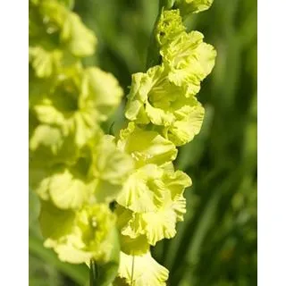 Compra GLADIOLO GREEN STAR (100 Unid.). en la tienda online Fito Agrícola