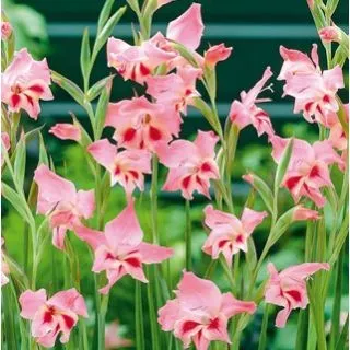 Compra GLADIOLO NATHALIE (100 Unid.). en la tienda online Fito Agrícola