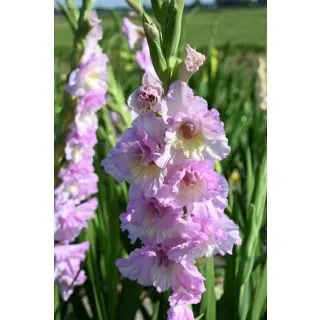 Compra GLADIOLO MAGENTA PRINCESS (100 Unid.). en la tienda online Fito Agrícola
