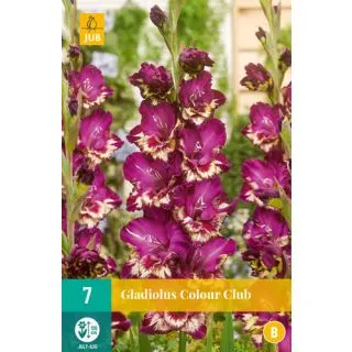 Compra GLADIOLO COLOUR CLUB en la tienda online Fito Agrícola