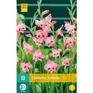 Compra GLADIOLO NATHALIE en la tienda online Fito Agrícola