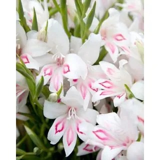 Compra GLADIOLO NYMPH (100 Unid.). en la tienda online Fito Agrícola