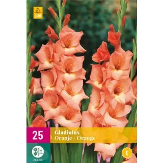 Compra GLADIOLO ORANGE XXL en la tienda online Fito Agrícola