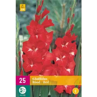 Compra GLADIOLO RED XXL en la tienda online Fito Agrícola