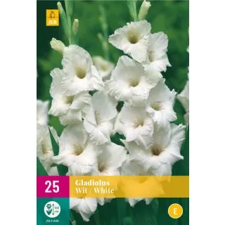 Compra GLADIOLO WHITE XXL en la tienda online Fito Agrícola