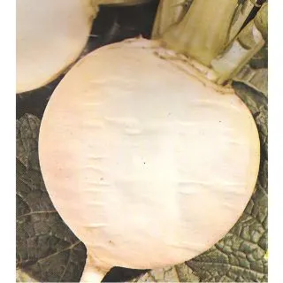 Compra NABO GRELO GLOBO BLANCO DE LUGO Forrajero (500 gr.). en la tienda online Fito Agrícola