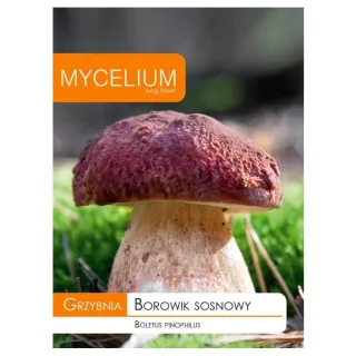 Compra MICELIO BOLETO PINÍCOLA Borowik sosnowy (10 gr.). en la tienda online Fito Agrícola