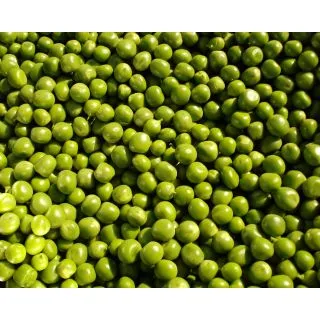 Compra GUISANTE AMBASSADOR (20.000 Semillas) en la tienda online Fito Agrícola