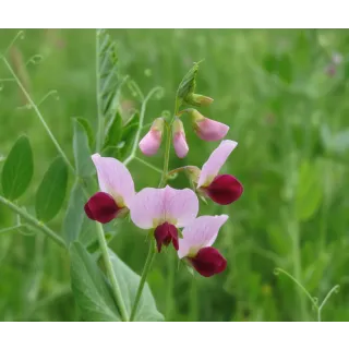 Compra GUISANTE FORRAJERO FROSTICA (25 Kgr.). en la tienda online Fito Agrícola