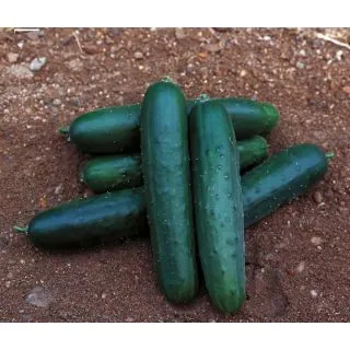 Compra PEPINO GYPSY F1 (1000 Semillas) en la tienda online Fito Agrícola