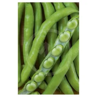 Compra HABA LUZ DE OTOÑO (25 Kgr.). en la tienda online Fito Agrícola